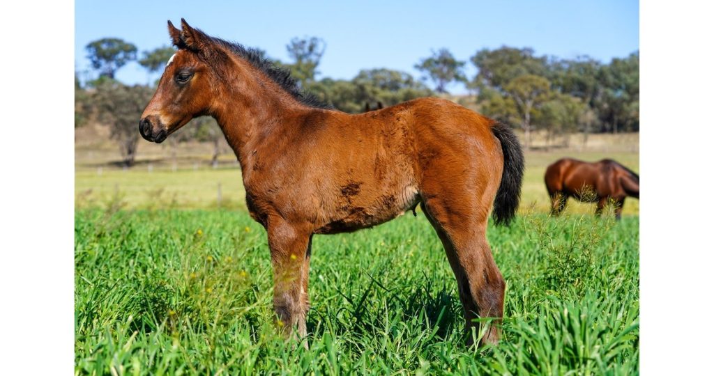 Encryption - Eureka Stud